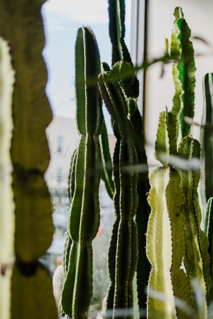 Organ cacti grow beside a fence.