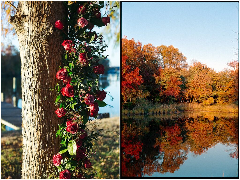 Red and pink roses decorate a tree at the ceremony spot for a fall wedding.